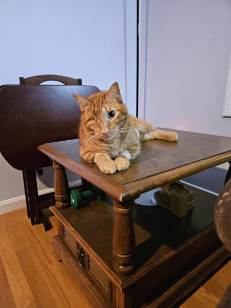 /Images/uploads/Miss Nutfield Scholarship Program/miss-nutfield-pet-photo-contest/entries/30879.jpg